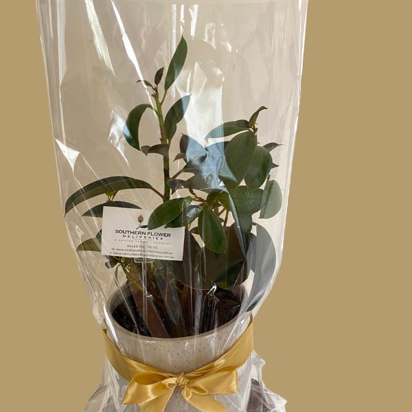 Ficus wrapped in clear cellophane with ribbon around pot