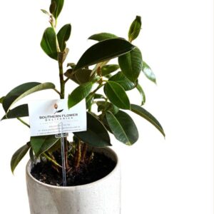 A healthy indoor ficus plant up to sixty centimetres tall in a quality white ceramic pot